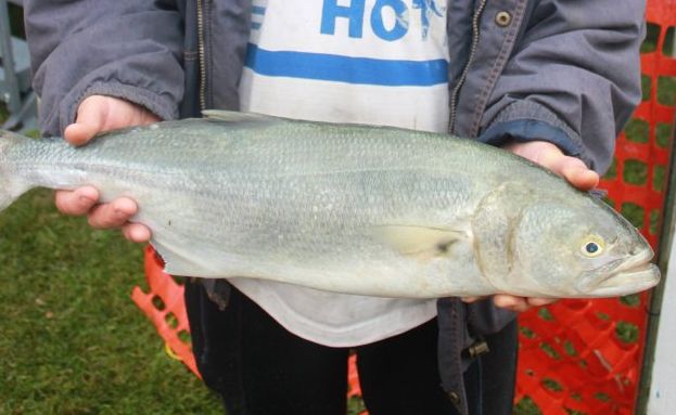 Winner of the heaviest tailor, Steve Eurnold with his catch. 